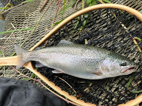 ニジマスの釣果