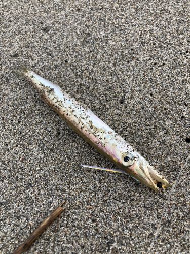 カマスの釣果