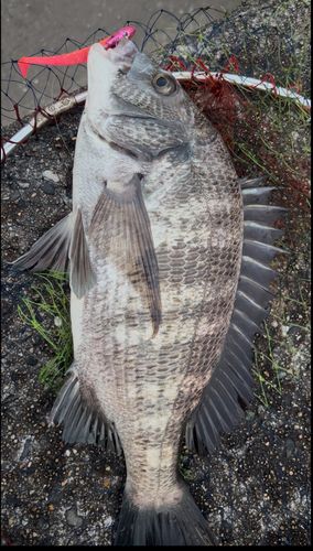 クロダイの釣果