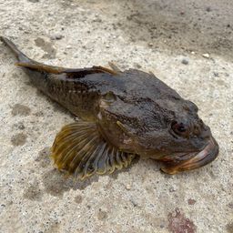 マカジカ