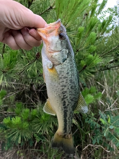 ブラックバスの釣果