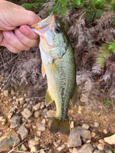 ブラックバスの釣果