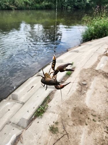 ザリガニの釣果