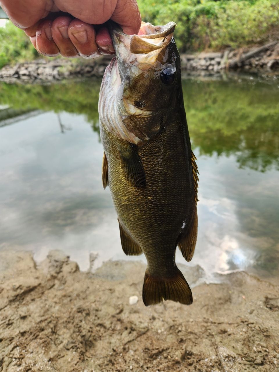 スモールマウスバス