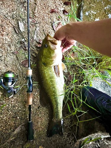 ブラックバスの釣果