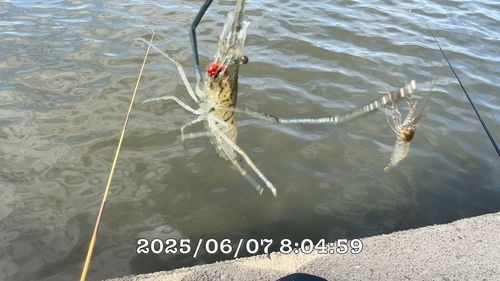 テナガエビの釣果