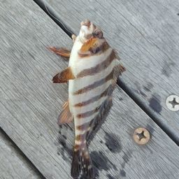 タカノハダイ