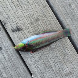 ニシキベラ