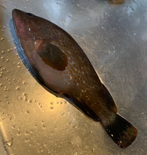 キジハタの釣果