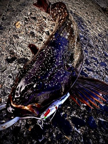 アイナメの釣果