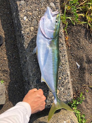 ワラサの釣果