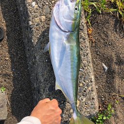ワラサ