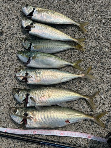 マルアジの釣果