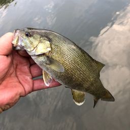 スモールマウスバス