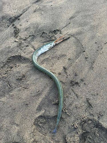 ダツの釣果