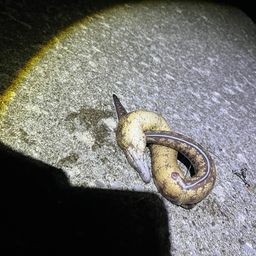 トラウツボ
