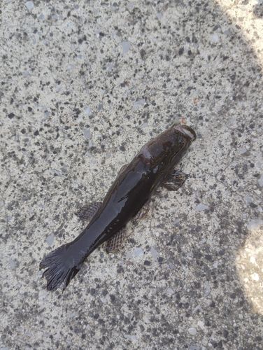 カワアナゴの釣果