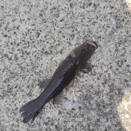 カワアナゴ