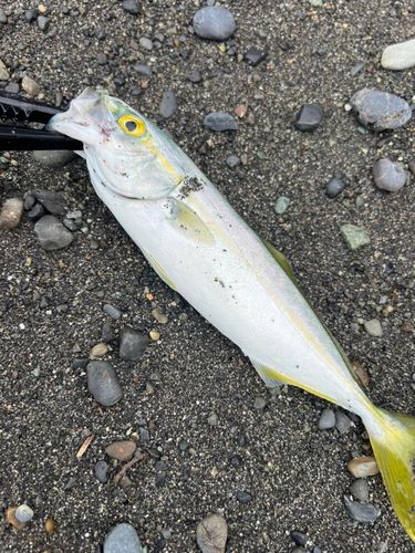 ワカシの釣果