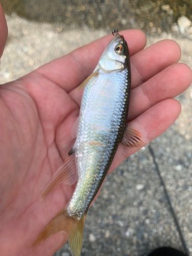 オイカワの釣果