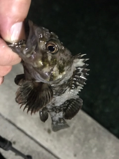 クロソイの釣果