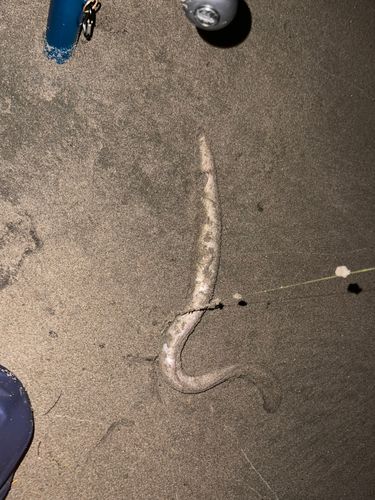 ニホンウナギの釣果