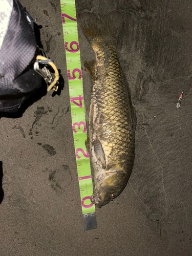 コイの釣果