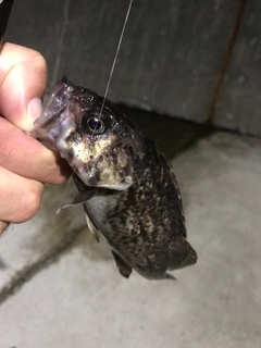 クロソイの釣果
