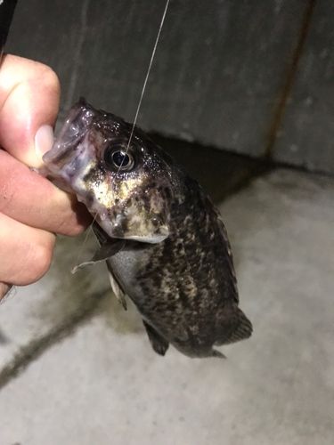クロソイの釣果