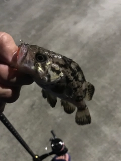 クロソイの釣果