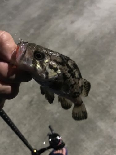クロソイの釣果