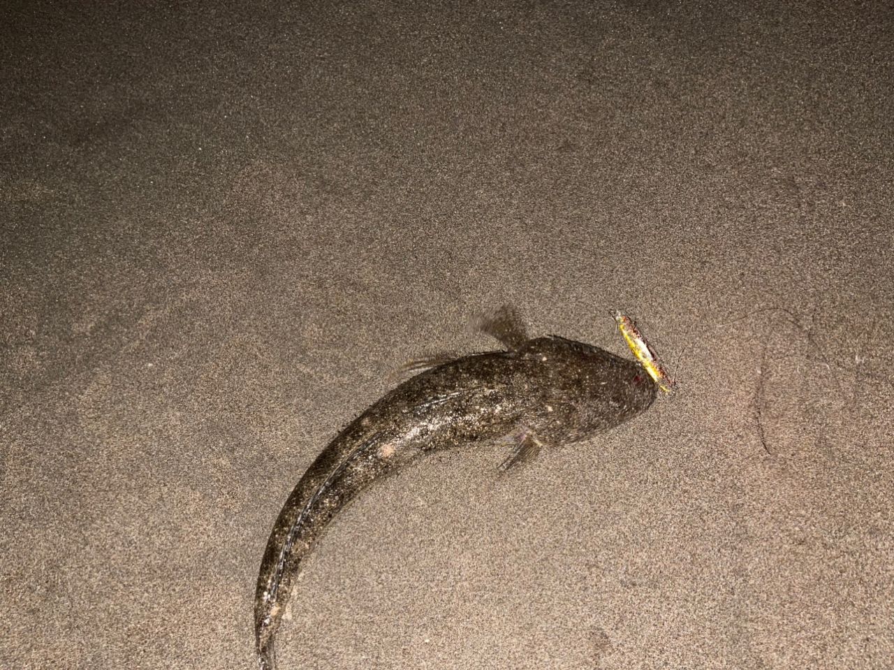 マゴチ