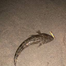 マゴチ