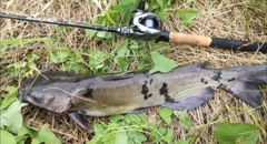 ナマズの釣果