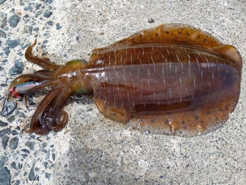 アオリイカの釣果