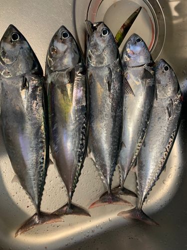 ソウダガツオの釣果