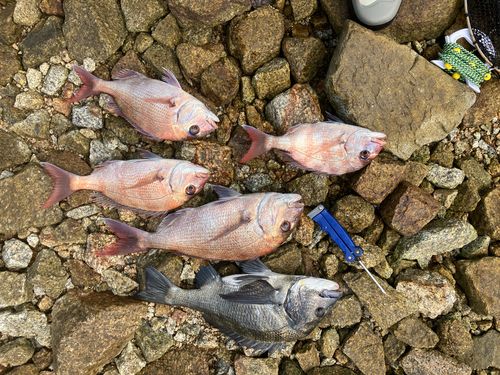 タイの釣果