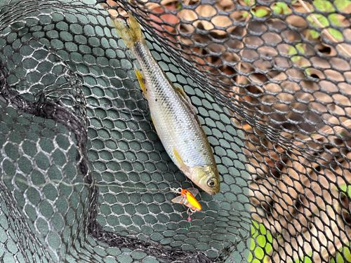 カワムツの釣果