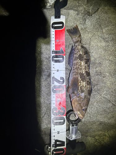 アイナメの釣果