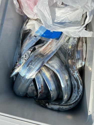 タチウオの釣果