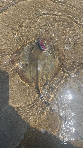 アカエイの釣果