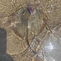 アカエイ