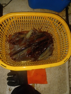 ムギイカの釣果