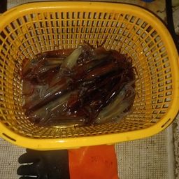 ムギイカ
