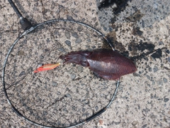 モンゴウイカの釣果