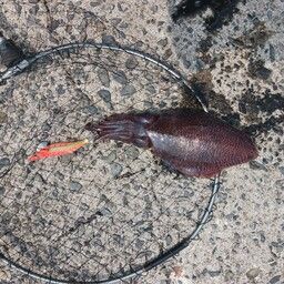 モンゴウイカ