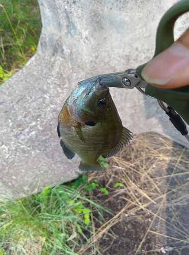 ブルーギルの釣果