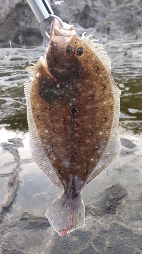 ソゲの釣果