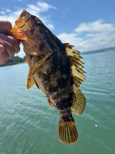 タケノコメバルの釣果