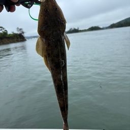 マゴチ